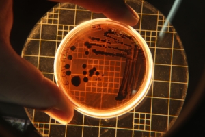 Bakterilerdeki Evrimsel Süreçler Yeni Antibiyotikler Üretebilir